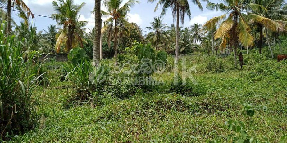 Land For Sale in Pasyala - Sarubima